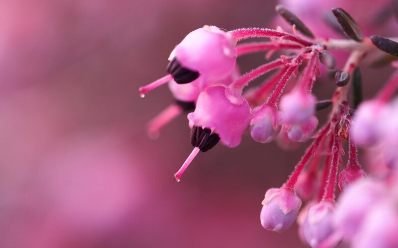 Pink Bell-shaped Flowers — Serene, Spring, Photograph, Buds