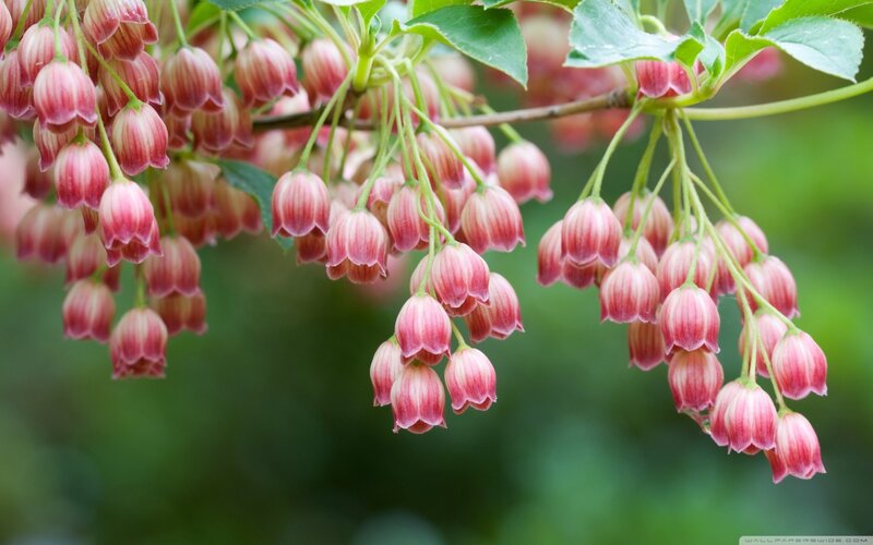 Pink Bell-shaped Flowers — Serene, Spring, Photograph