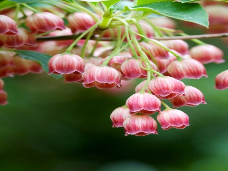 Pink Bell-shaped Flowers — Serene, Spring