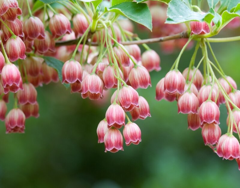 Pink Bell-shaped Flowers — Serene