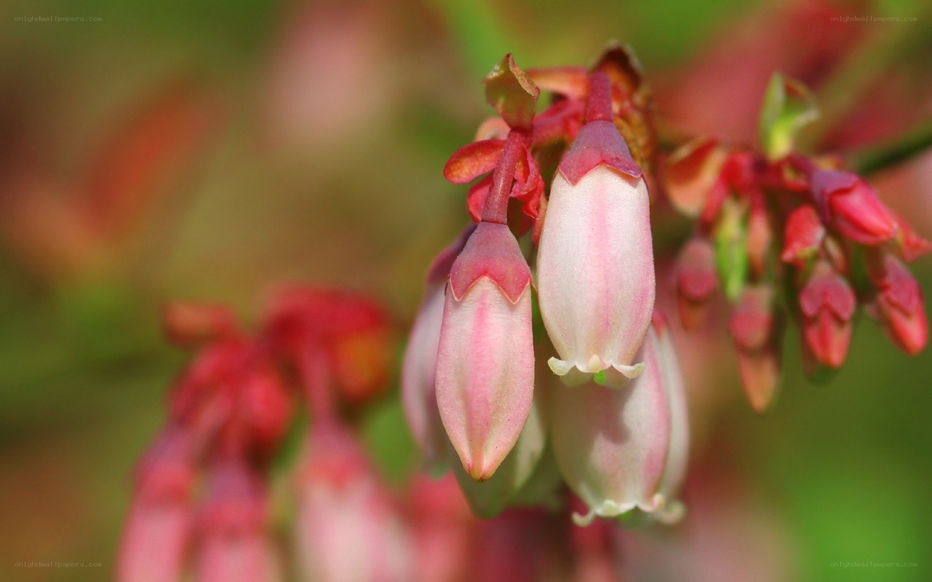 Pink bell-shaped flowers