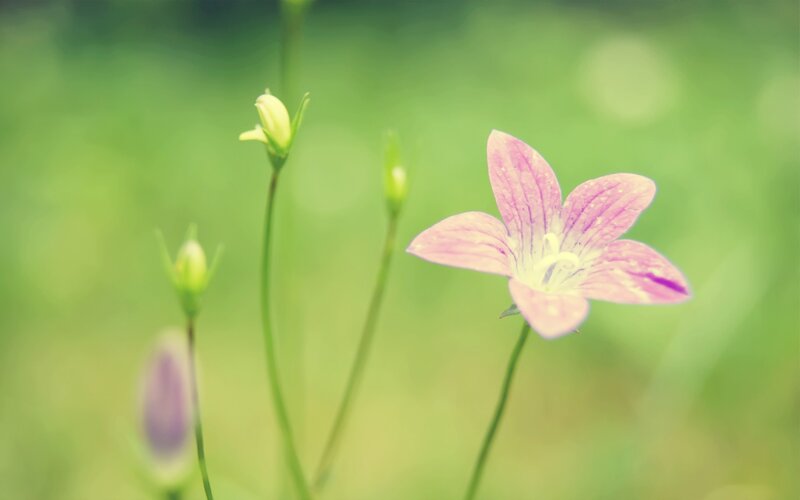 Pink Bellflower in Grass