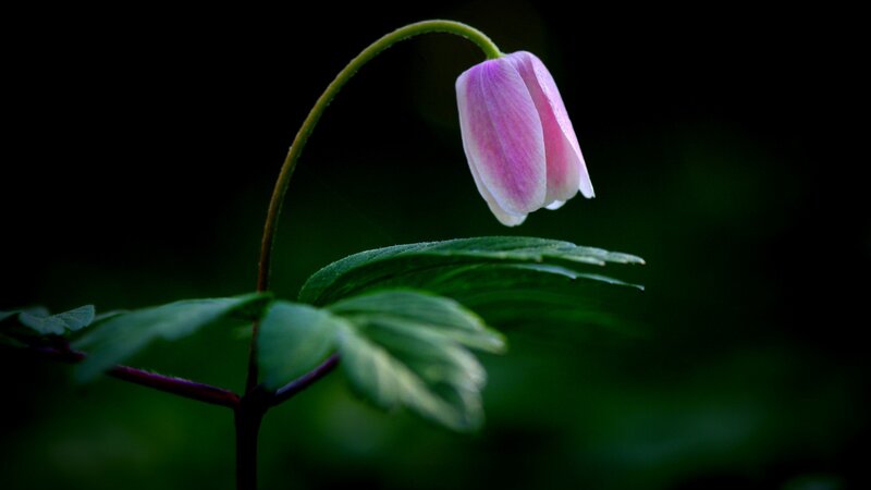 Pink Bellflower on Stem