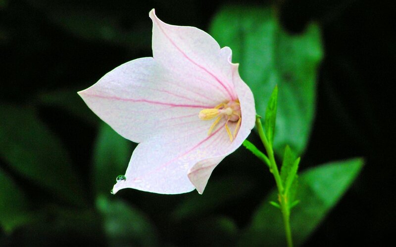 Pink bellflower with dew drop