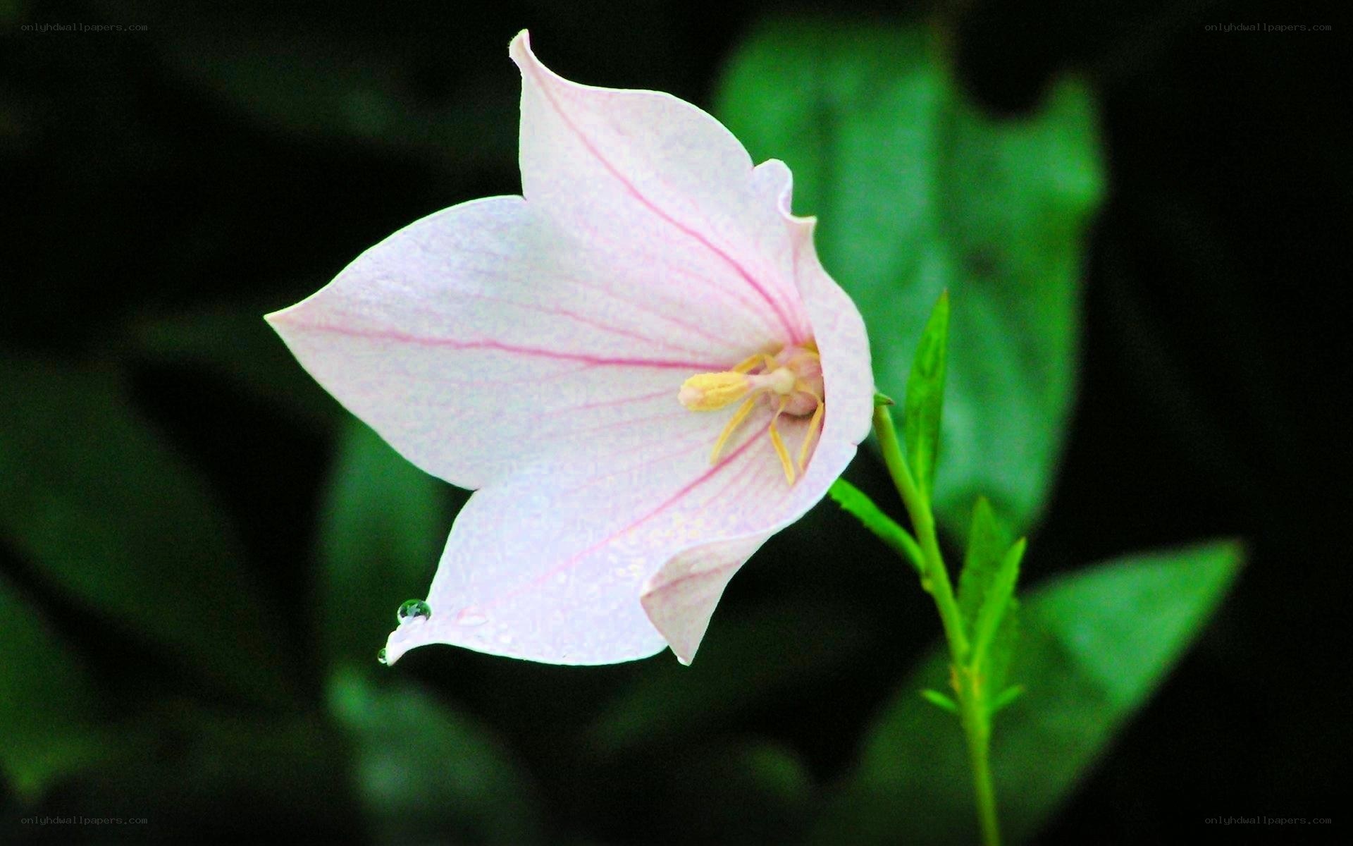 Pink bellflower with dew drop