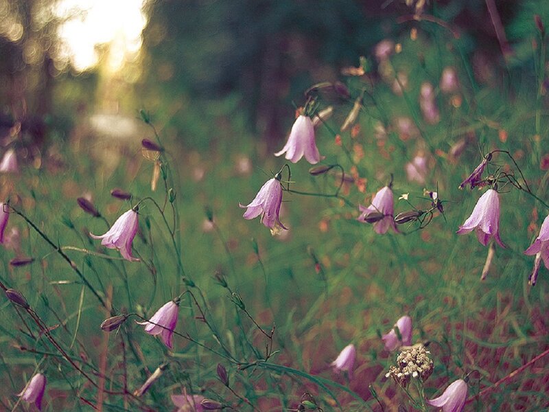 Pink Bellflowers in Field