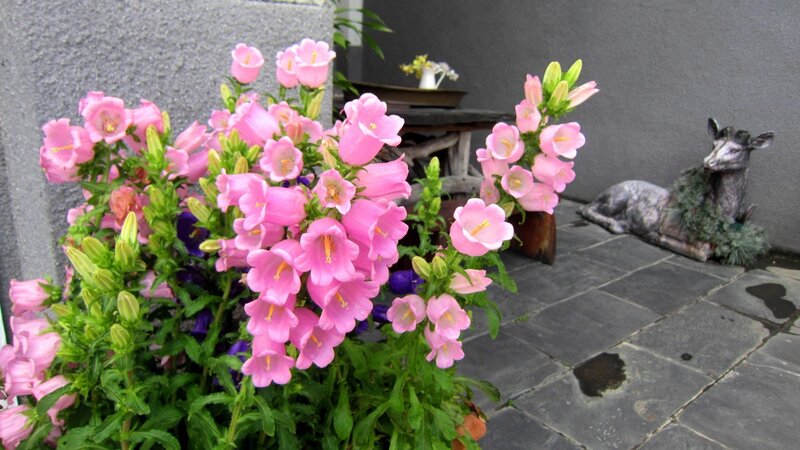 Pink Bellflowers in Pot