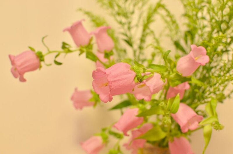 Pink Bellflowers in Vase