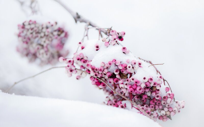 Pink Berries in Snow — White