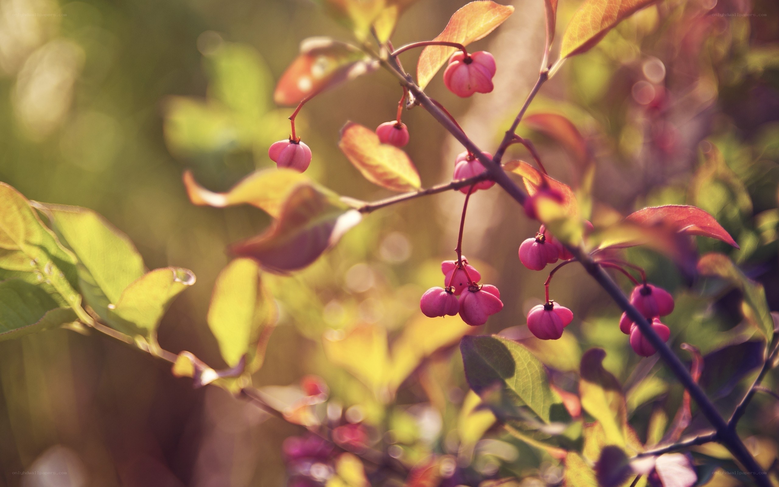 Pink berries on a branch
