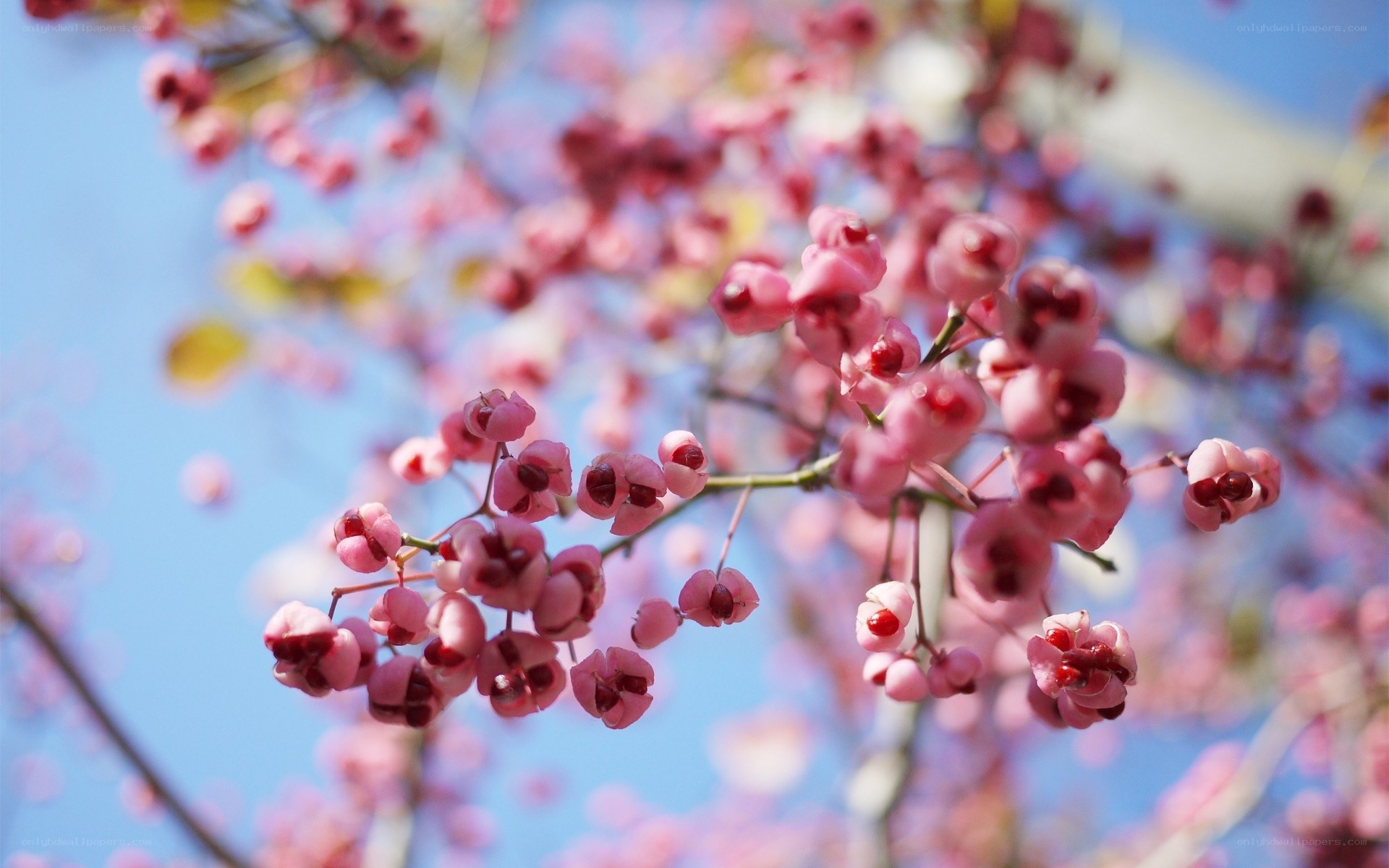 Pink berries on a tree branch
