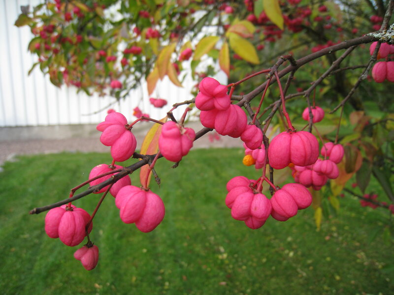 Pink Berries on Branch — Calm