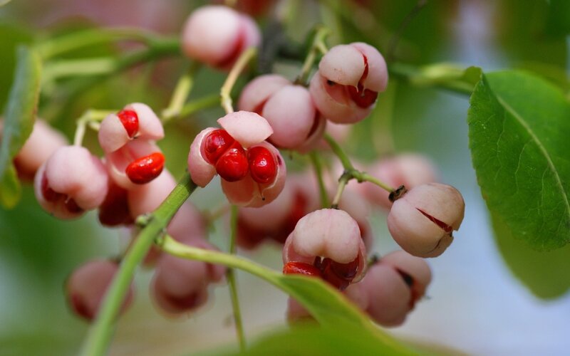 Pink Berries on Branch — Green
