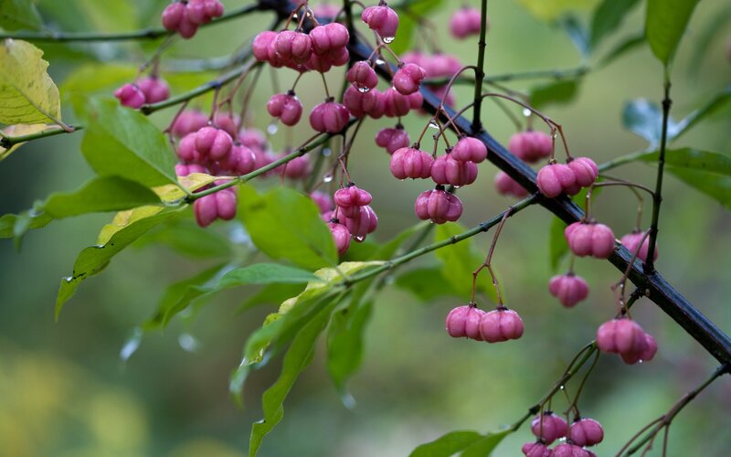Pink Berries on Branch — Serene, Spring