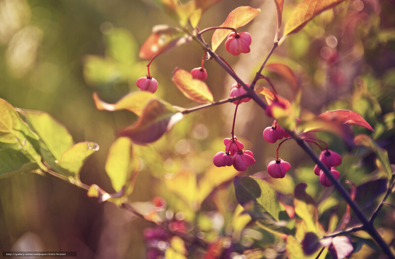 Pink Berries on Branch — Serene, Sunset, Photograph