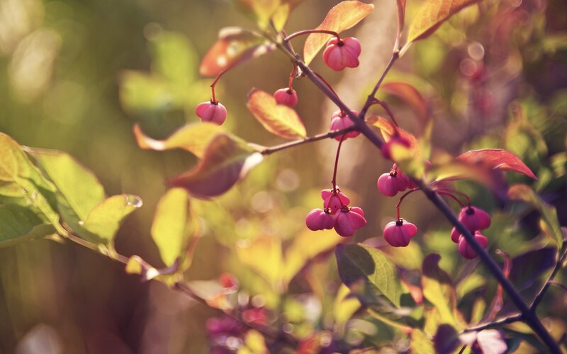 Pink Berries on Branch — Serene, Sunset