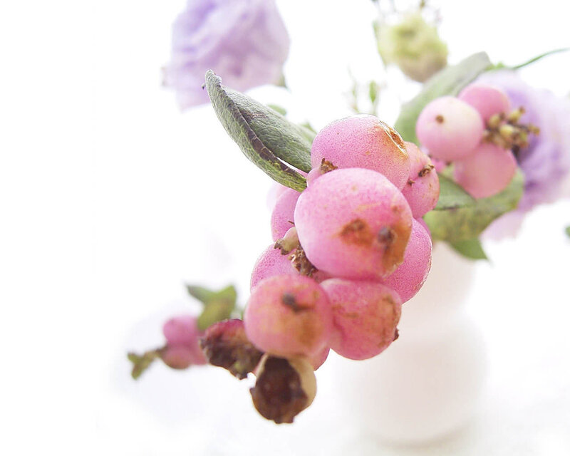 Pink Berries on Branch
