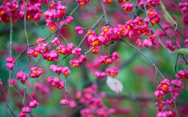 Pink Berries on Branches
