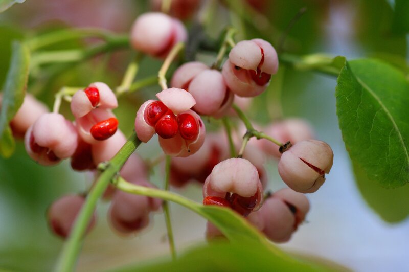 Pink Berries with Red Seeds — Green