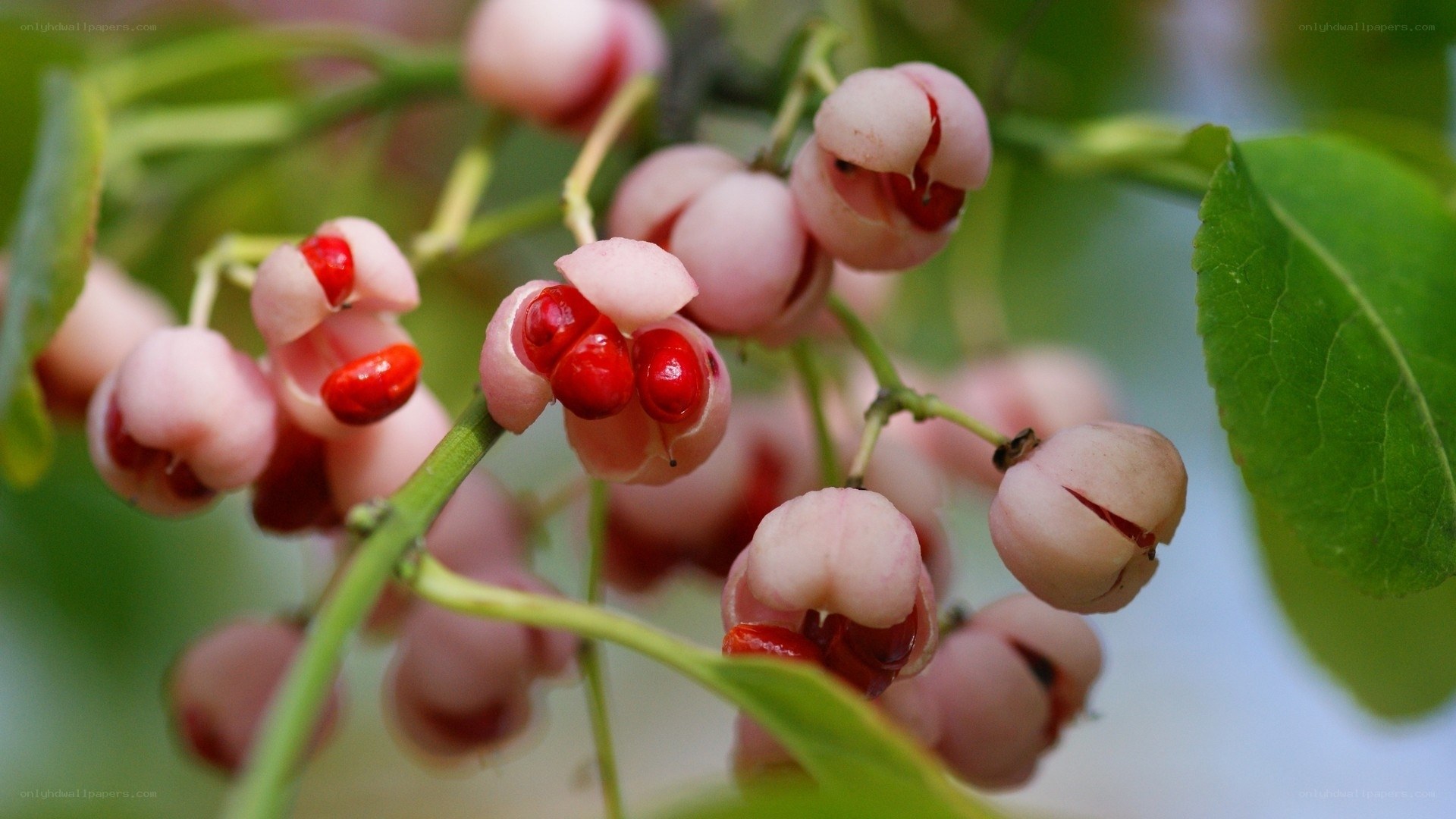 pink berries with red seeds