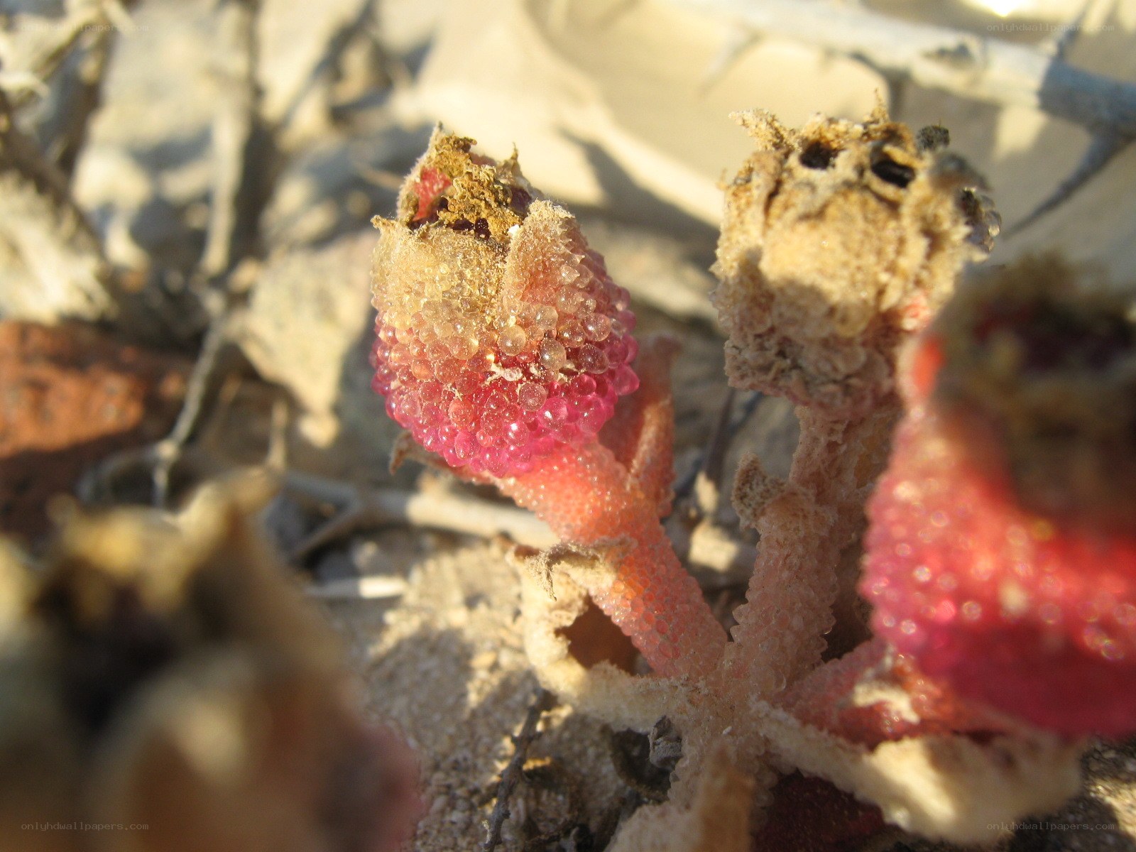 pink berry-like plant in sand