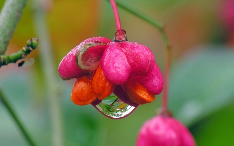Pink Berry with Water Droplet — Serene