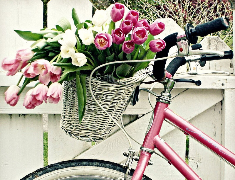 Pink Bicycle with Flowers — Serene, Spring