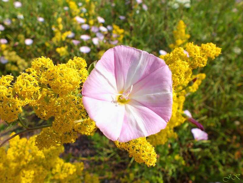 Pink Bindweed Flower — Serene