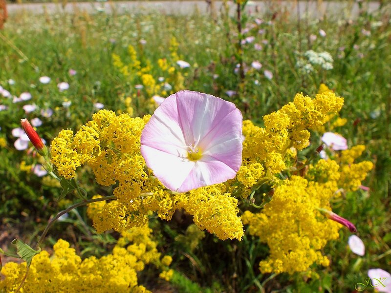 Pink Bindweed Flower
