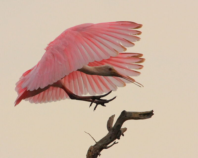 Pink bird in flight