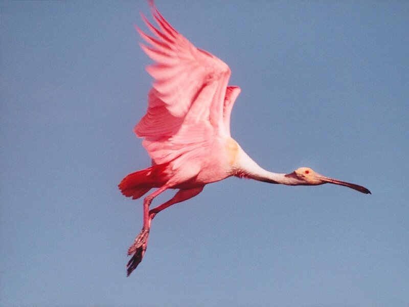 Pink bird in flight