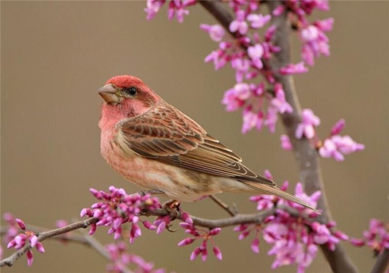Pink Bird on Branch — Calm