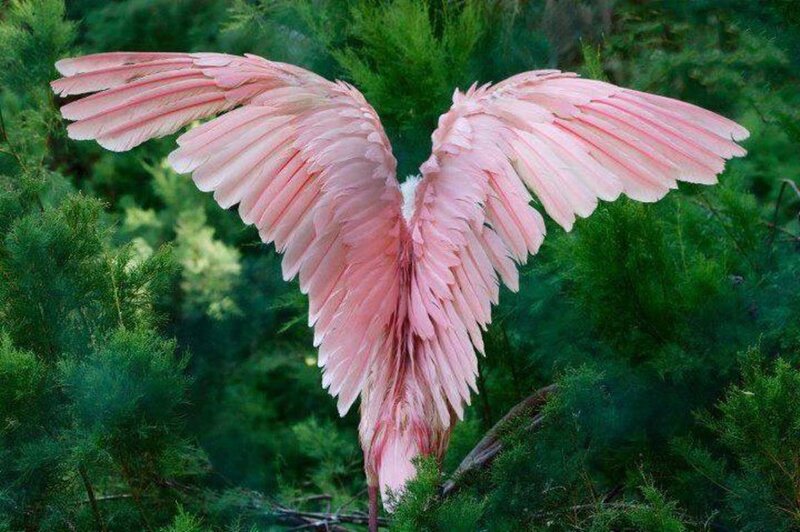 Pink Bird with Wings Spread