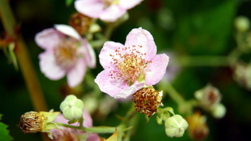 Pink Blackberry Flower