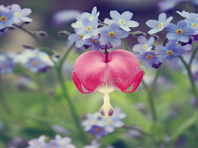 Pink bleeding heart flower