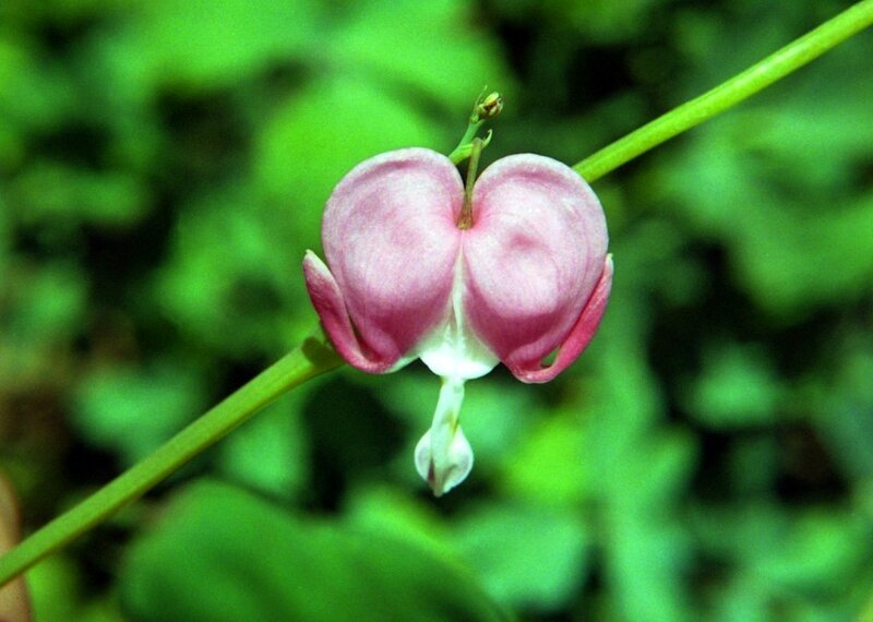 Pink Bleeding Heart Flower — Natural