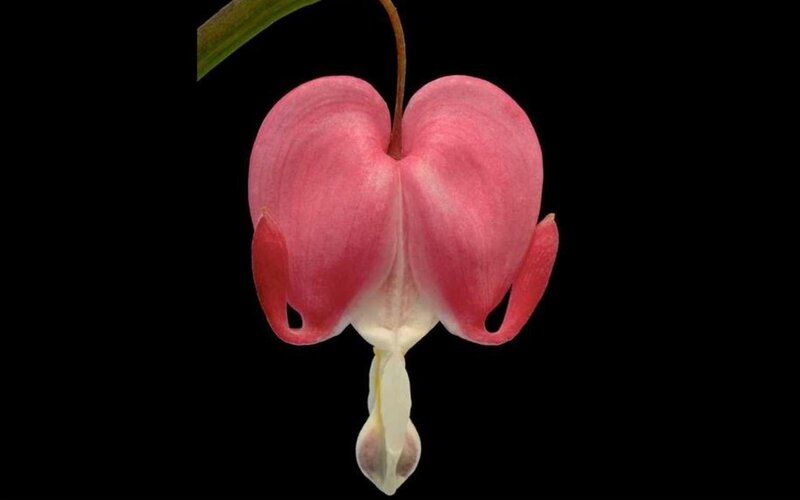 pink bleeding heart flower