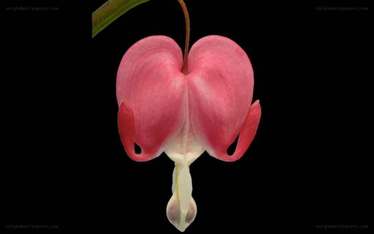 pink bleeding heart flower