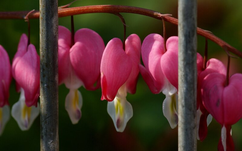 Pink bleeding heart flowers