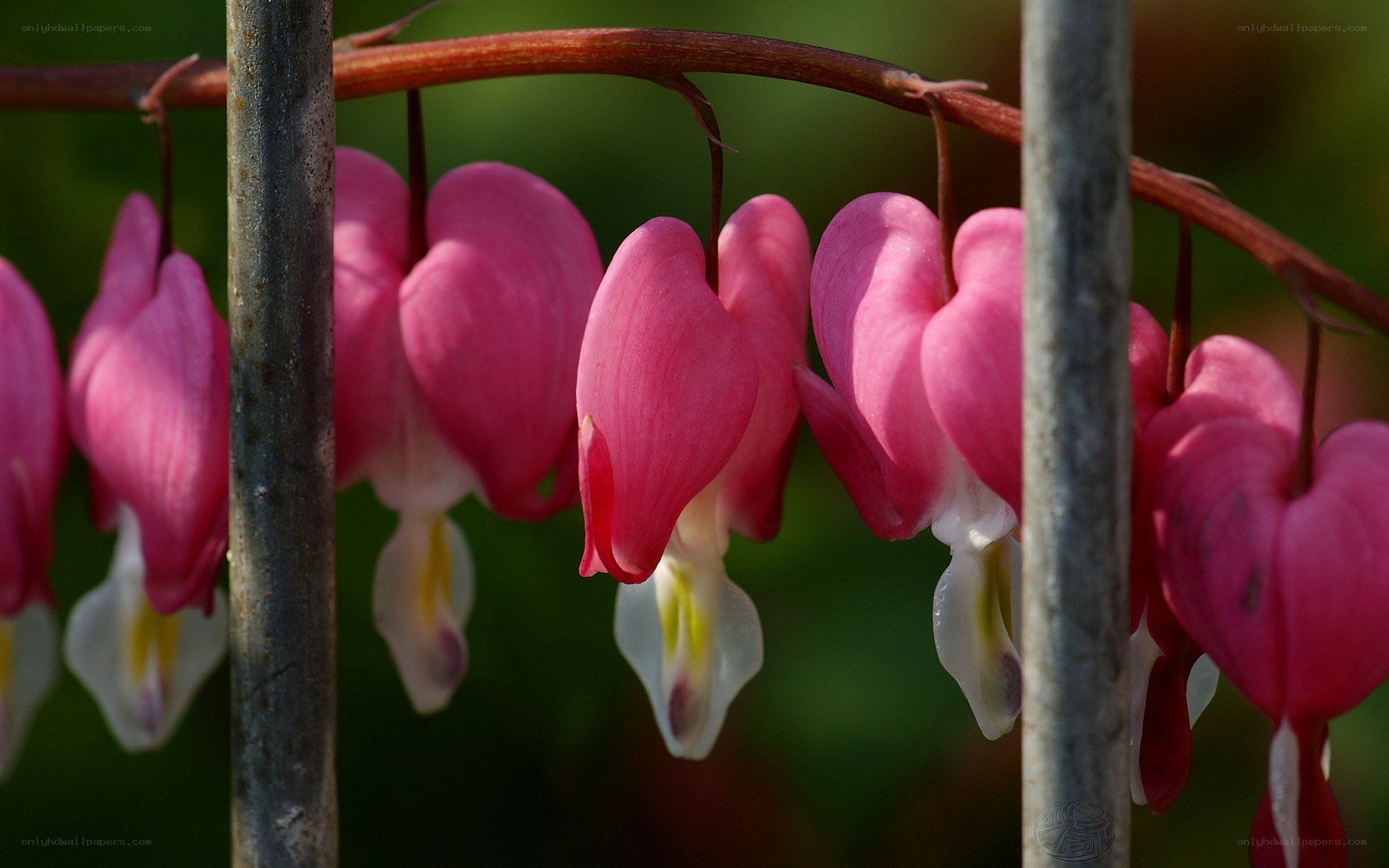 Pink bleeding heart flowers