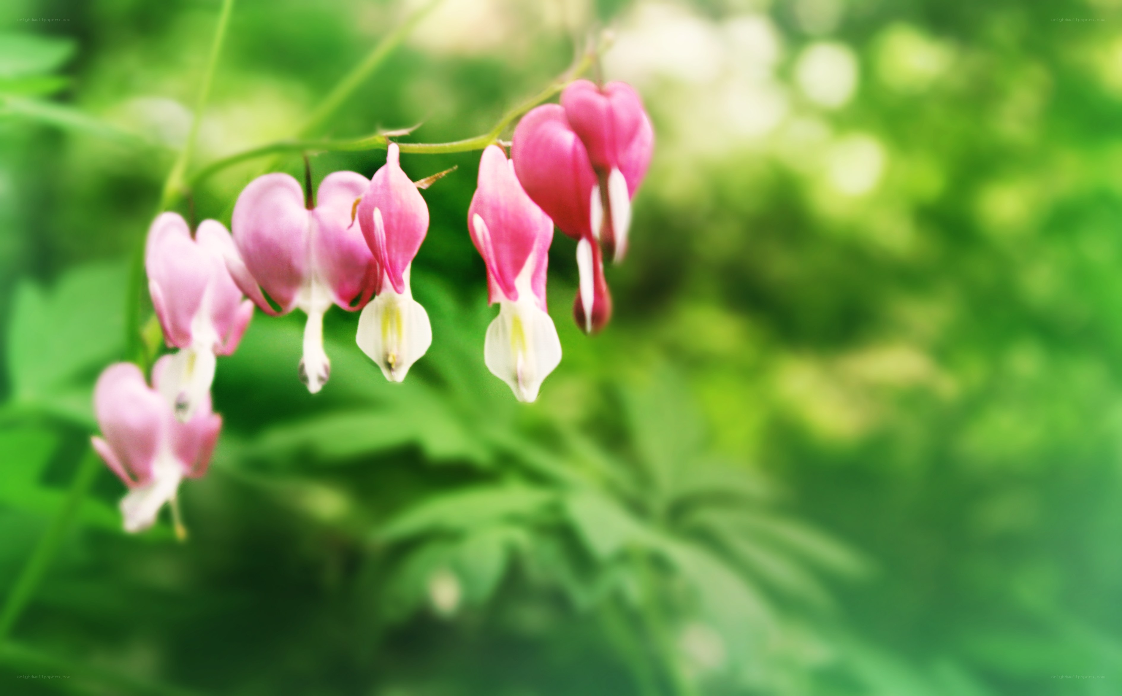 pink bleeding heart flowers