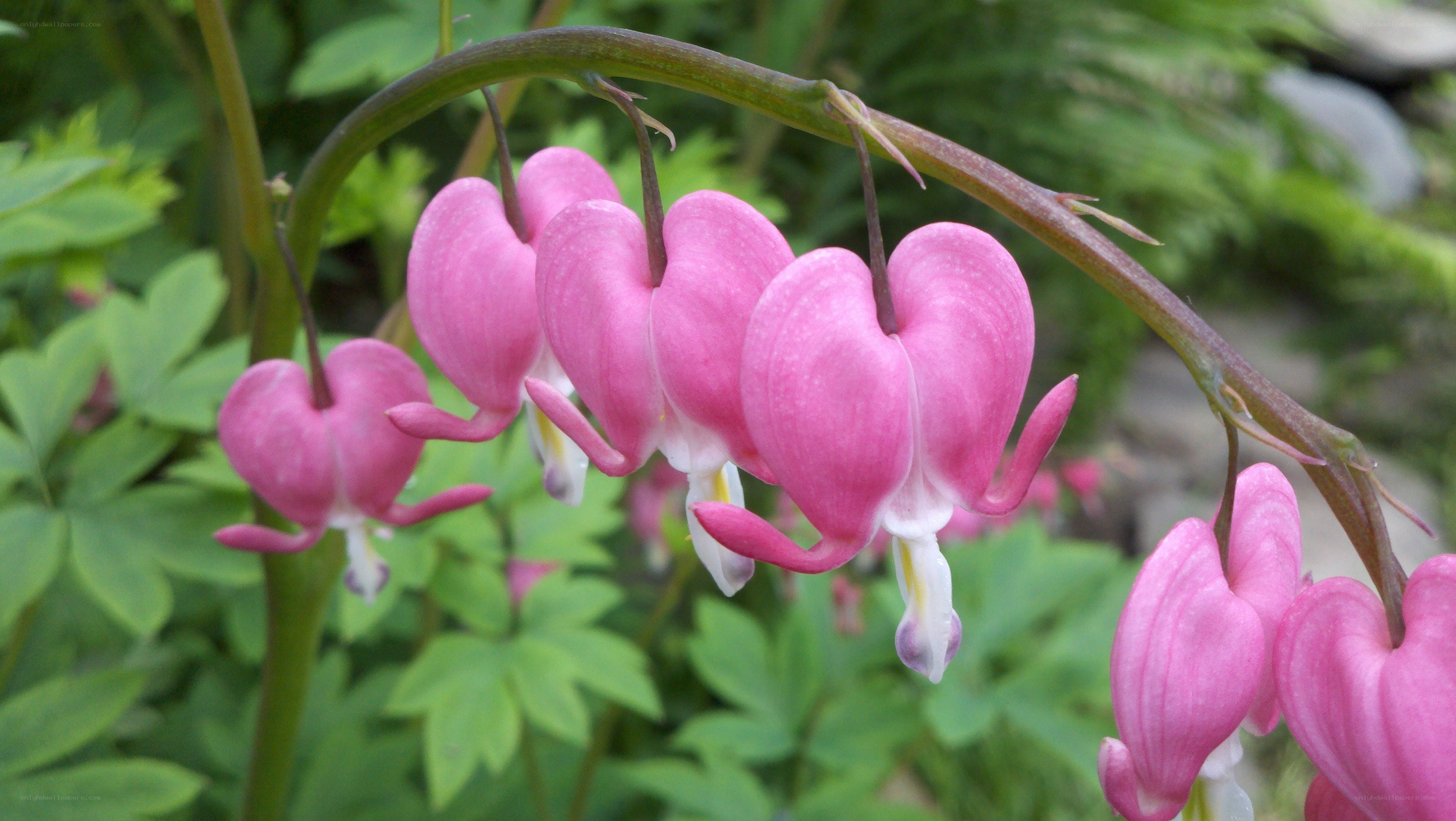 pink bleeding heart flowers