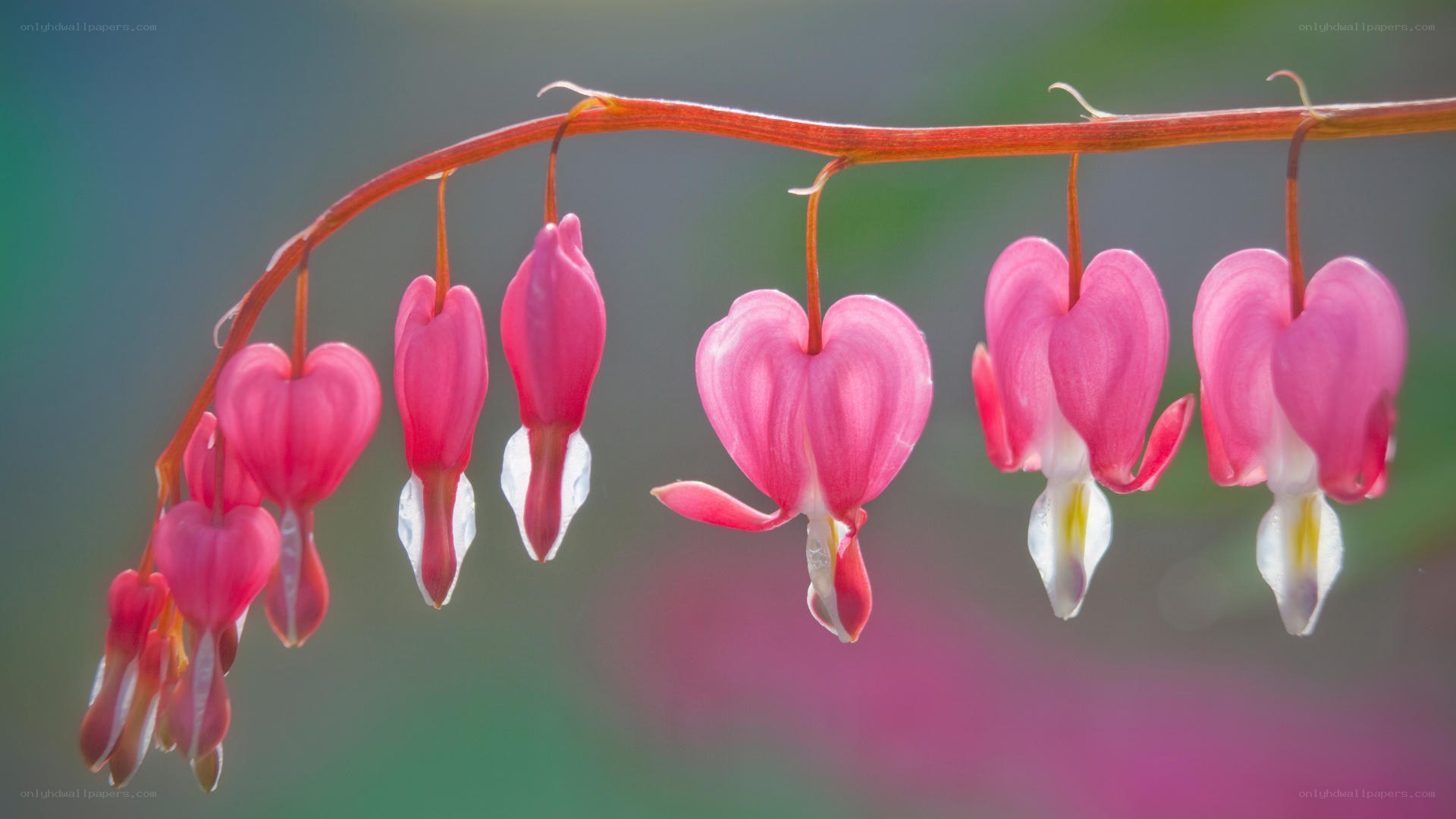 Pink bleeding heart flowers