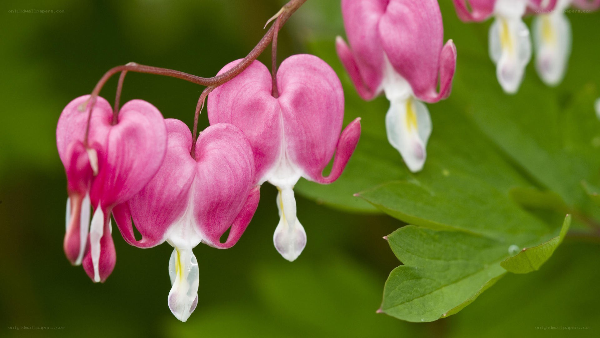 Pink bleeding heart flowers