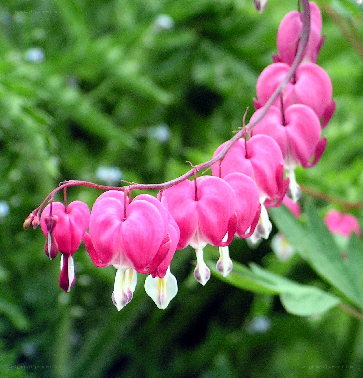 pink bleeding heart flowers