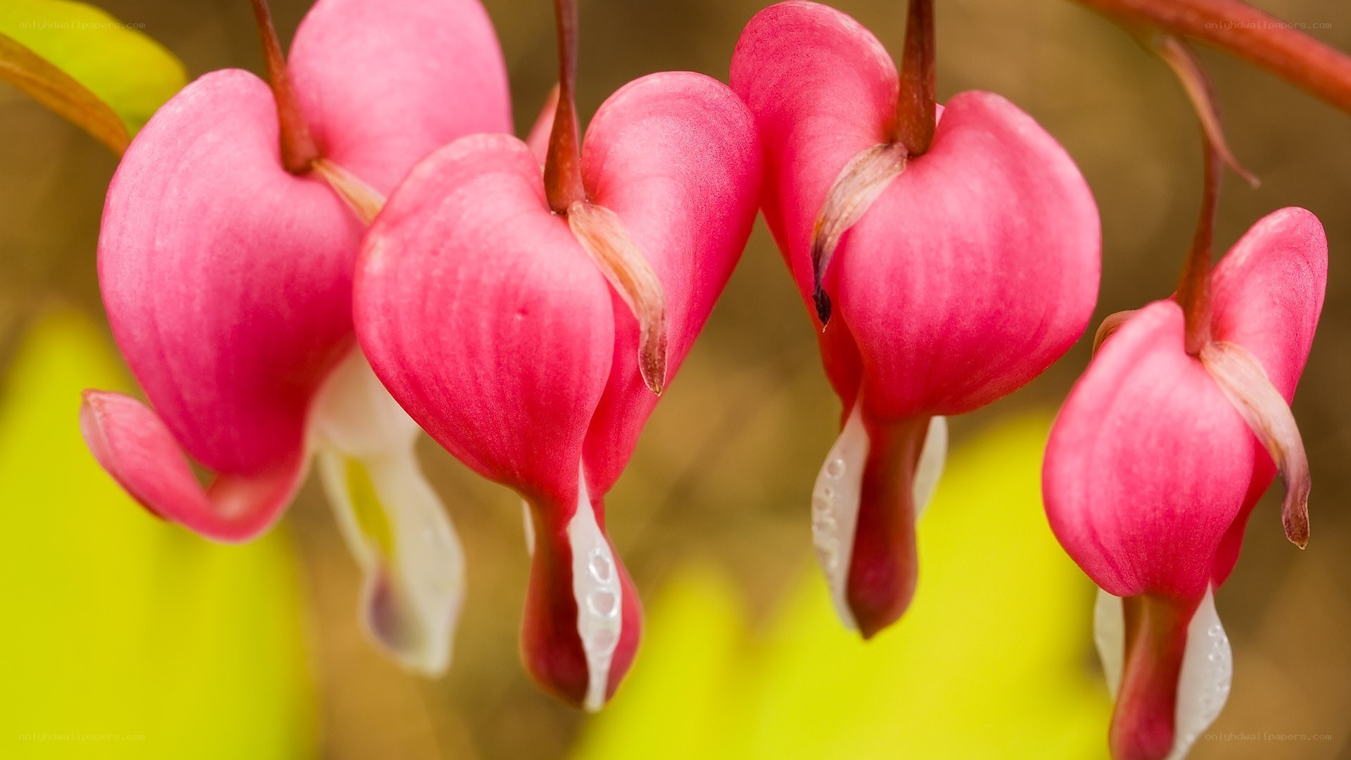 Pink bleeding heart flowers
