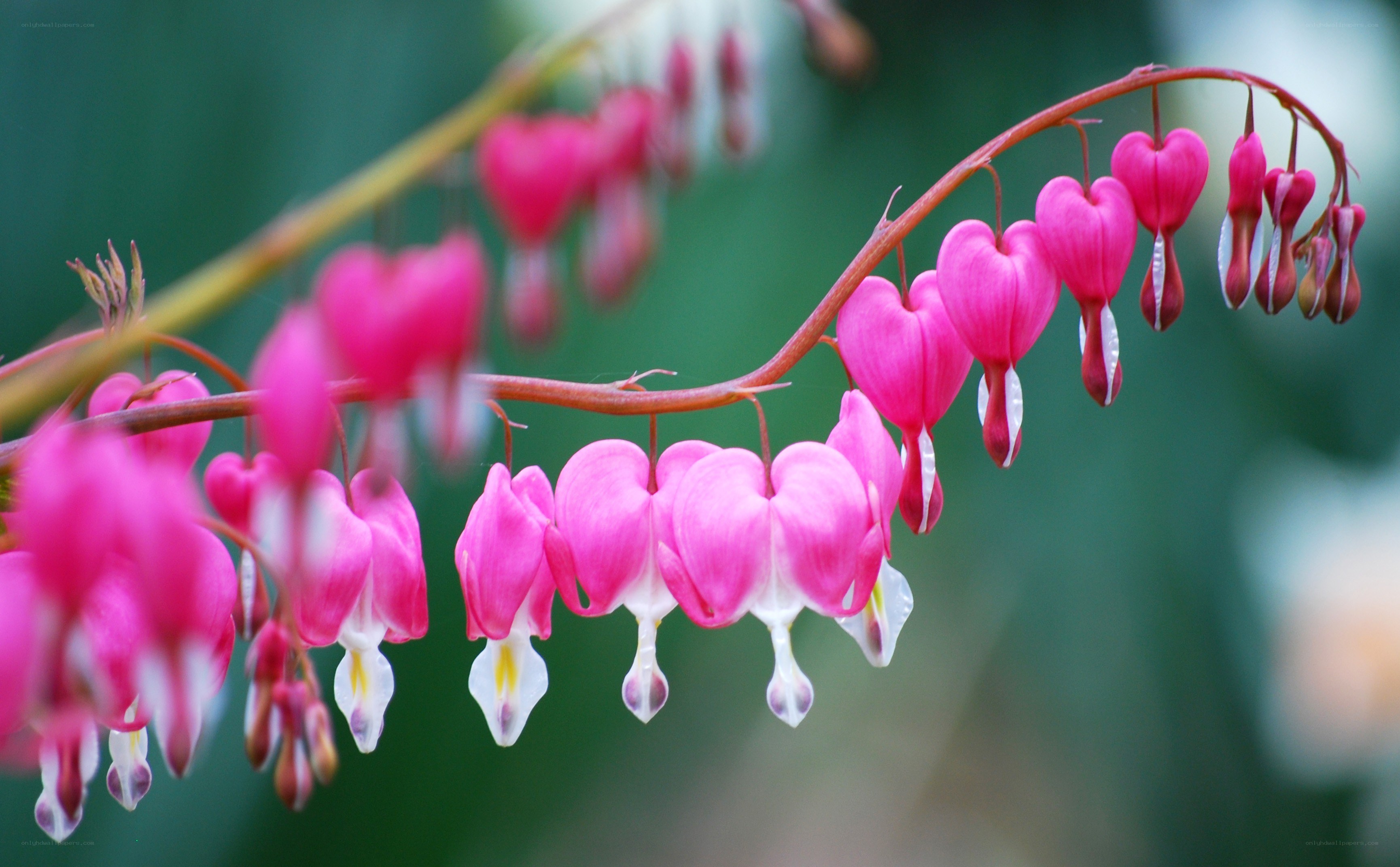 Pink bleeding heart flowers