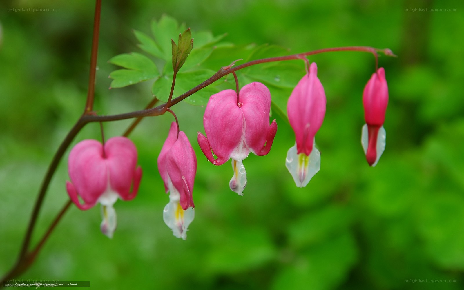 Pink bleeding heart flowers