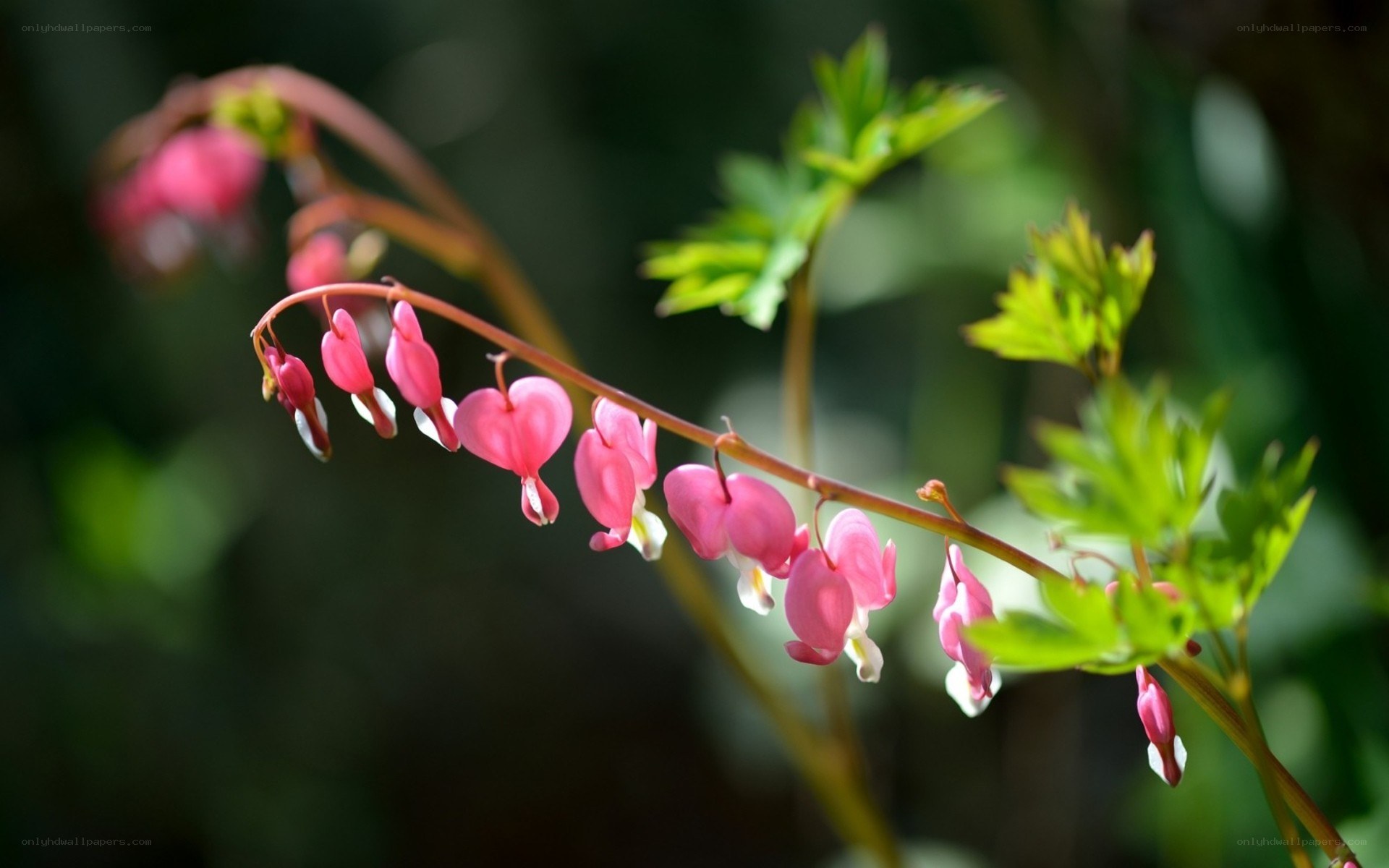 Pink bleeding heart flowers