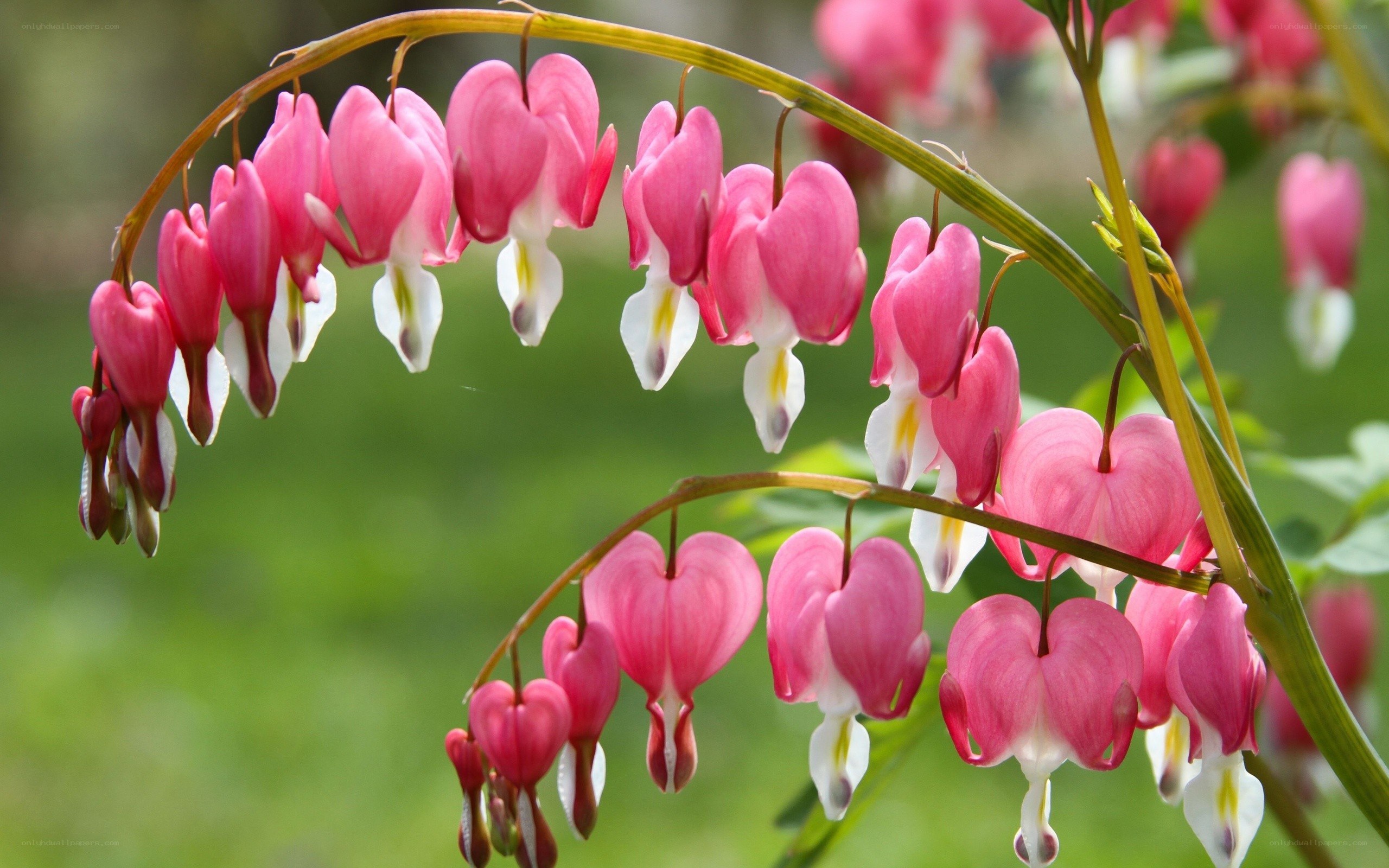 pink bleeding heart flowers